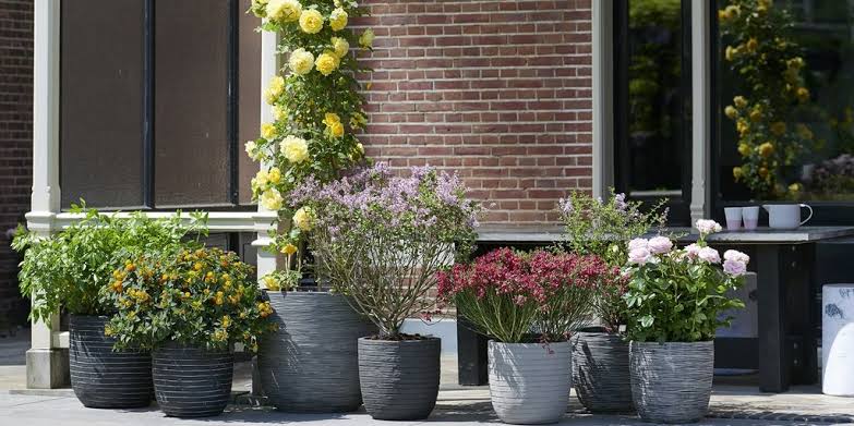Botany — Buy Plants Online | Delhi NCR Delivery