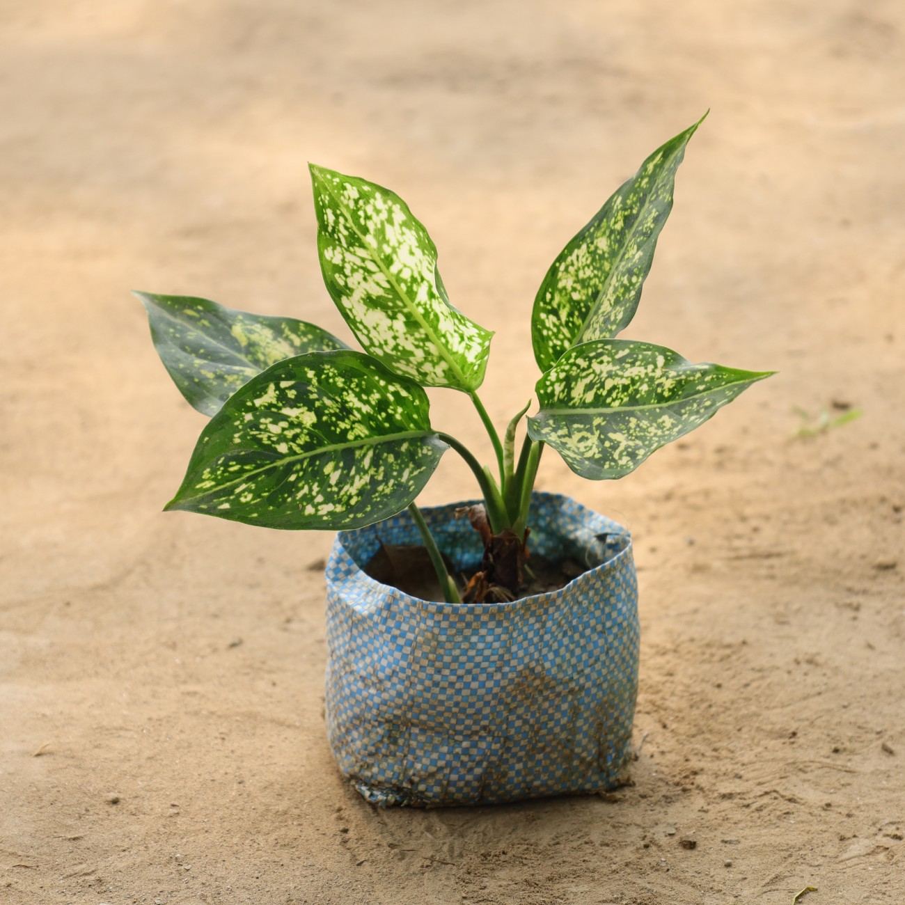 Money Plant view 1
